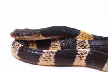 Son derece zehirli, Malezya Krait veya Mavi Krait (Bungarus candidus) beyaz arka planda izole edilmiş