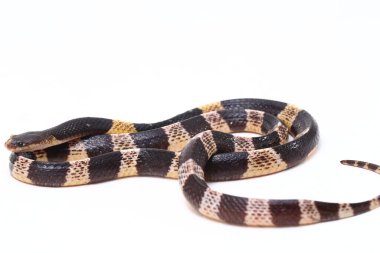 Son derece zehirli, Malezya Krait veya Mavi Krait (Bungarus candidus) beyaz arka planda izole edilmiş