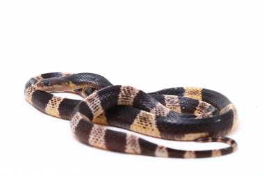 Son derece zehirli, Malezya Krait veya Mavi Krait (Bungarus candidus) beyaz arka planda izole edilmiş