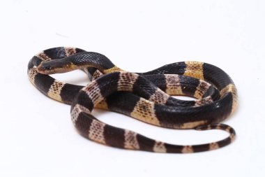 Son derece zehirli, Malezya Krait veya Mavi Krait (Bungarus candidus) beyaz arka planda izole edilmiş