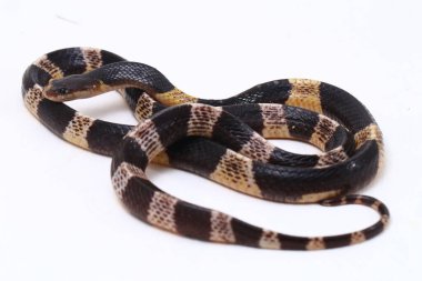 Son derece zehirli, Malezya Krait veya Mavi Krait (Bungarus candidus) beyaz arka planda izole edilmiş