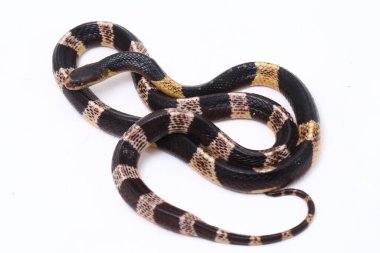 Son derece zehirli, Malezya Krait veya Mavi Krait (Bungarus candidus) beyaz arka planda izole edilmiş