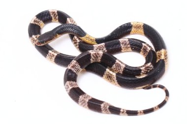 Son derece zehirli, Malezya Krait veya Mavi Krait (Bungarus candidus) beyaz arka planda izole edilmiş