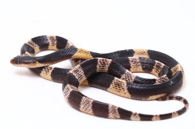 Son derece zehirli, Malezya Krait veya Mavi Krait (Bungarus candidus) beyaz arka planda izole edilmiş