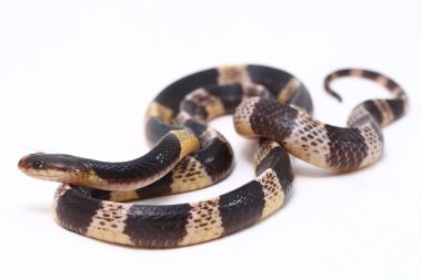Son derece zehirli, Malezya Krait veya Mavi Krait (Bungarus candidus) beyaz arka planda izole edilmiş