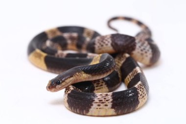 Son derece zehirli, Malezya Krait veya Mavi Krait (Bungarus candidus) beyaz arka planda izole edilmiş