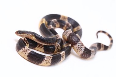 Son derece zehirli, Malezya Krait veya Mavi Krait (Bungarus candidus) beyaz arka planda izole edilmiş
