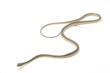 Beyaz arka planda izole edilmiş bronzlaşmış (Dendrelaphis pictus)