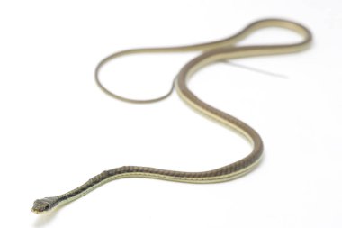 Beyaz arka planda izole edilmiş bronzlaşmış (Dendrelaphis pictus)