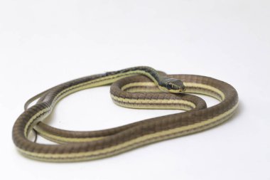 Beyaz arka planda izole edilmiş bronzlaşmış (Dendrelaphis pictus)