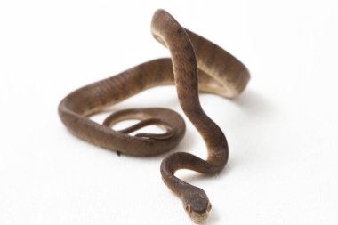 Pareas carinatus, yılangiller (Pareidae) familyasından bir yılan türü. Güneydoğu Asya 'da nispeten yaygındır. Beyaz arkaplanda izole