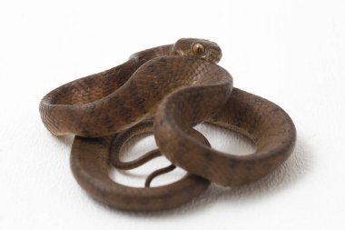 Pareas carinatus, yılangiller (Pareidae) familyasından bir yılan türü. Güneydoğu Asya 'da nispeten yaygındır. Beyaz arkaplanda izole