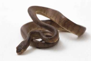 Pareas carinatus, yılangiller (Pareidae) familyasından bir yılan türü. Güneydoğu Asya 'da nispeten yaygındır. Beyaz arkaplanda izole