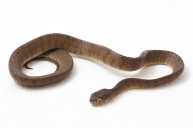 Pareas carinatus, yılangiller (Pareidae) familyasından bir yılan türü. Güneydoğu Asya 'da nispeten yaygındır. Beyaz arkaplanda izole