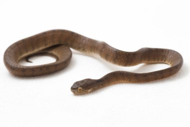Pareas carinatus, yılangiller (Pareidae) familyasından bir yılan türü. Güneydoğu Asya 'da nispeten yaygındır. Beyaz arkaplanda izole
