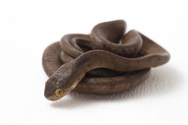 Pareas carinatus, yılangiller (Pareidae) familyasından bir yılan türü. Güneydoğu Asya 'da nispeten yaygındır. Beyaz arkaplanda izole