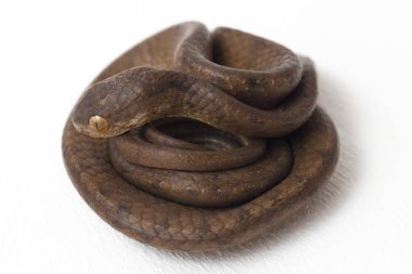 Pareas carinatus, yılangiller (Pareidae) familyasından bir yılan türü. Güneydoğu Asya 'da nispeten yaygındır. Beyaz arkaplanda izole