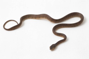 Pareas carinatus, yılangiller (Pareidae) familyasından bir yılan türü. Güneydoğu Asya 'da nispeten yaygındır. Beyaz arkaplanda izole