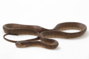 Pareas carinatus, yılangiller (Pareidae) familyasından bir yılan türü. Güneydoğu Asya 'da nispeten yaygındır. Beyaz arkaplanda izole
