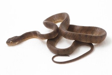 Pareas carinatus, yılangiller (Pareidae) familyasından bir yılan türü. Güneydoğu Asya 'da nispeten yaygındır. Beyaz arkaplanda izole