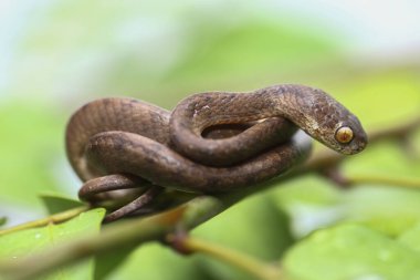 Pareas carinatus, yılangiller (Pareidae) familyasından bir yılan türü. Güneydoğu Asya 'da nispeten yaygın.