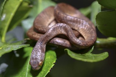 Pareas carinatus, yılangiller (Pareidae) familyasından bir yılan türü. Güneydoğu Asya 'da nispeten yaygın.