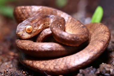 Pareas carinatus, yılangiller (Pareidae) familyasından bir yılan türü. Güneydoğu Asya 'da nispeten yaygın.