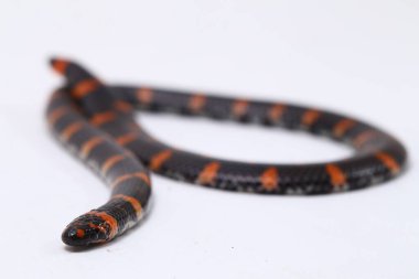 Kırmızı kuyruklu boru yılanı (Bilimsel adı Cylindrophis ruffus) beyaz arkaplanda izole et