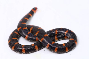 Kırmızı kuyruklu boru yılanı (Bilimsel adı Cylindrophis ruffus) beyaz arkaplanda izole et