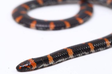 Kırmızı kuyruklu boru yılanı (Bilimsel adı Cylindrophis ruffus) beyaz arkaplanda izole et