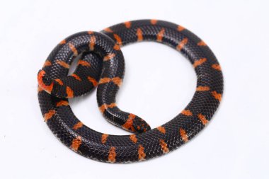 Kırmızı kuyruklu boru yılanı (Bilimsel adı Cylindrophis ruffus) beyaz arkaplanda izole et