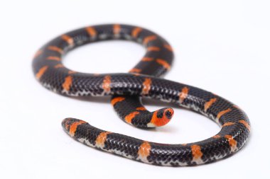 Kırmızı kuyruklu boru yılanı (Bilimsel adı Cylindrophis ruffus) beyaz arkaplanda izole et