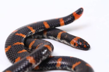 Kırmızı kuyruklu boru yılanı (Bilimsel adı Cylindrophis ruffus) beyaz arkaplanda izole et