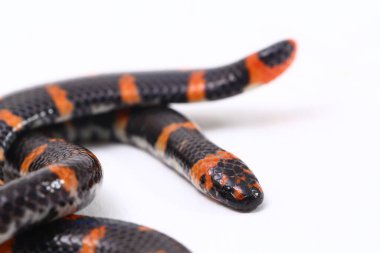 Kırmızı kuyruklu boru yılanı (Bilimsel adı Cylindrophis ruffus) beyaz arkaplanda izole et