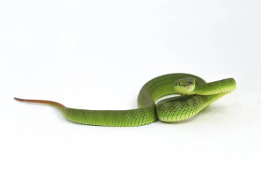 Beyaz dudaklı Yeşil Çukur Yılanı (trimeresurus albolabris) beyaz arka planda izole edilmiş