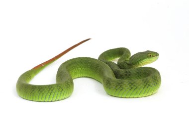 Beyaz dudaklı Yeşil Çukur Yılanı (trimeresurus albolabris) beyaz arka planda izole edilmiş