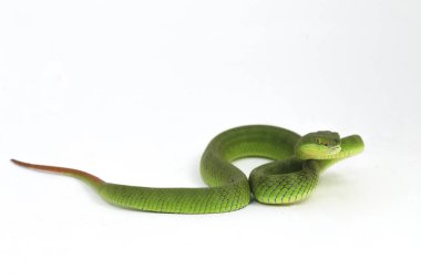 Beyaz dudaklı Yeşil Çukur Yılanı (trimeresurus albolabris) beyaz arka planda izole edilmiş