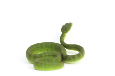 Beyaz dudaklı Yeşil Çukur Yılanı (trimeresurus albolabris) beyaz arka planda izole edilmiş