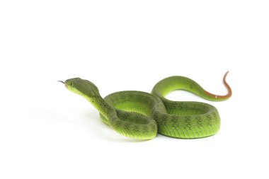 Beyaz dudaklı Yeşil Çukur Yılanı (trimeresurus albolabris) beyaz arka planda izole edilmiş