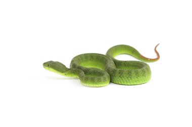 Beyaz dudaklı Yeşil Çukur Yılanı (trimeresurus albolabris) beyaz arka planda izole edilmiş