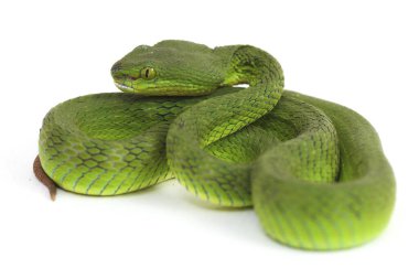 Beyaz dudaklı Yeşil Çukur Yılanı (trimeresurus albolabris) beyaz arka planda izole edilmiş