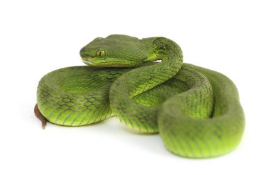 Beyaz dudaklı Yeşil Çukur Yılanı (trimeresurus albolabris) beyaz arka planda izole edilmiş