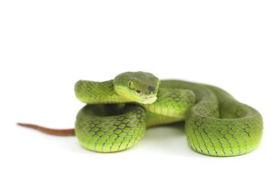 Beyaz dudaklı Yeşil Çukur Yılanı (trimeresurus albolabris) beyaz arka planda izole edilmiş