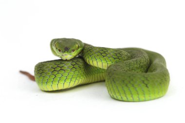 Beyaz dudaklı Yeşil Çukur Yılanı (trimeresurus albolabris) beyaz arka planda izole edilmiş