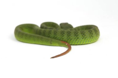 Beyaz dudaklı Yeşil Çukur Yılanı (trimeresurus albolabris) beyaz arka planda izole edilmiş