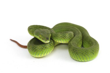 Beyaz dudaklı Yeşil Çukur Yılanı (trimeresurus albolabris) beyaz arka planda izole edilmiş