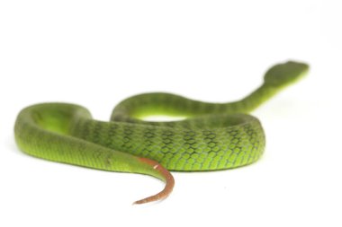 Beyaz dudaklı Yeşil Çukur Yılanı (trimeresurus albolabris) beyaz arka planda izole edilmiş
