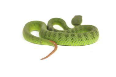 Beyaz dudaklı Yeşil Çukur Yılanı (trimeresurus albolabris) beyaz arka planda izole edilmiş