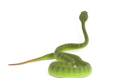 Beyaz dudaklı Yeşil Çukur Yılanı (trimeresurus albolabris) beyaz arka planda izole edilmiş