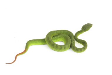 Beyaz dudaklı Yeşil Çukur Yılanı (trimeresurus albolabris) beyaz arka planda izole edilmiş
